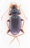 Leistus spinibarbis